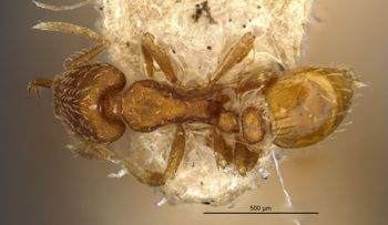 Media type: image;   Entomology 22429 Aspect: habitus dorsal view